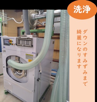 羽毛の水洗い洗浄　乾燥
